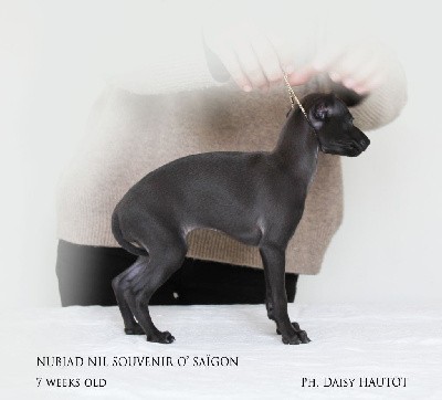 Nubiad Nil Souvenir O' Saïgon