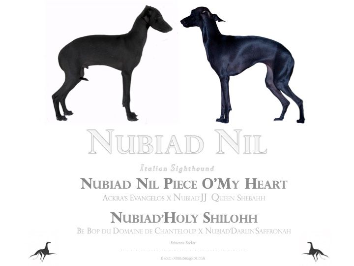 Nubiad Nil - Petit Levrier Italien - Portée née le 18/07/2020