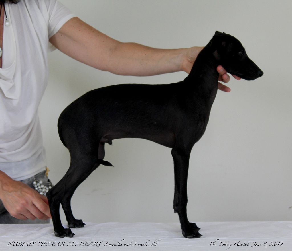 CH. Nubiad Nil Piece o'my heart