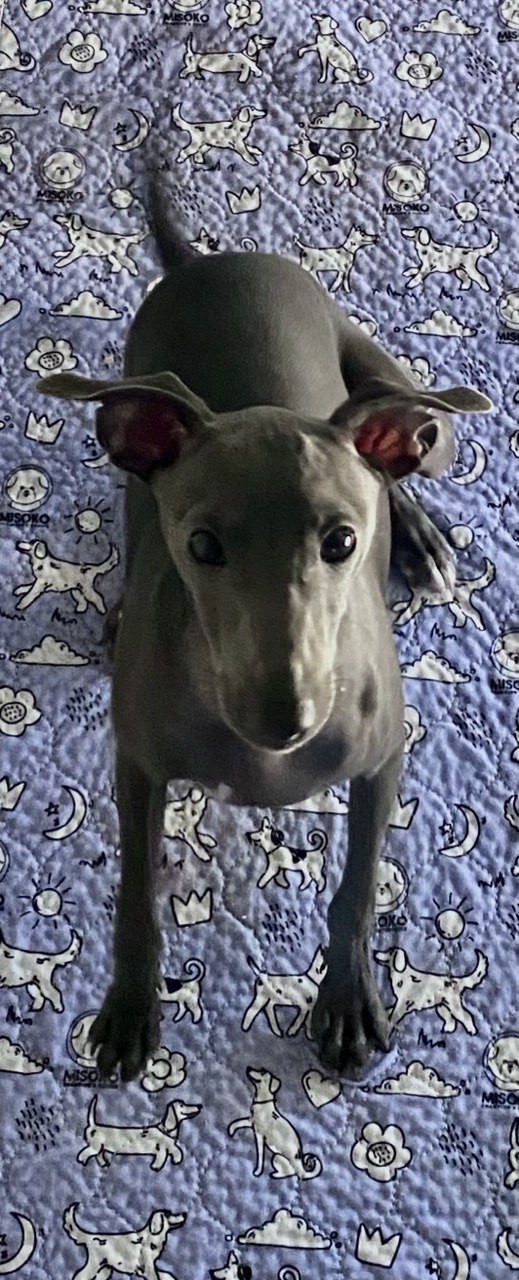 Jeune male bleu disponible